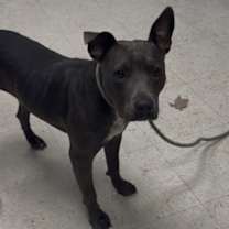 Thumbnail photo of Sueanne #2