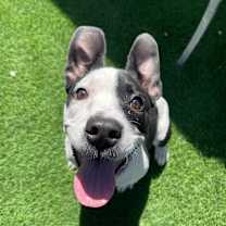 adopt-pet