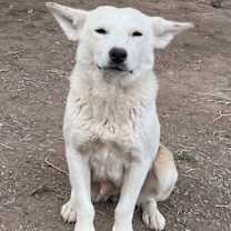 Thumbnail photo of Smokey #3