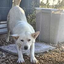 Thumbnail photo of Smokey #4