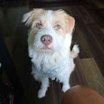 Thumbnail photo of Shiloh #3