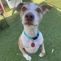 adopt-pet