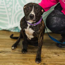 Thumbnail photo of Molly (Sponsored) #1