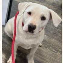 Thumbnail photo of Coconut #1