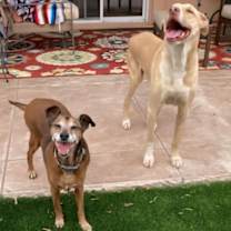 adopt-pet