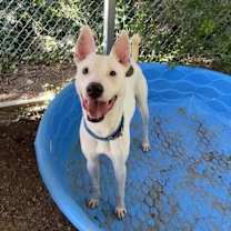 Thumbnail photo of Chip #3