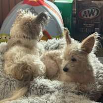 Thumbnail photo of Bonnie #3