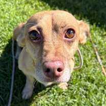 adopt-pet