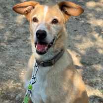 Thumbnail photo of Beauregard #1