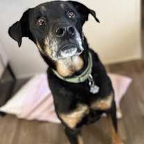 adopt-pet