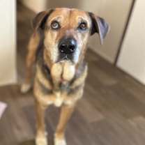 adopt-pet