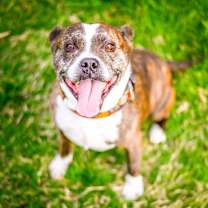 Thumbnail photo of Charlie 2114 #4