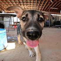 adopt-pet