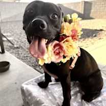 adopt-pet
