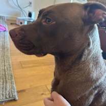 adopt-pet