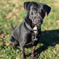 Thumbnail photo of Mr. Jingles #1