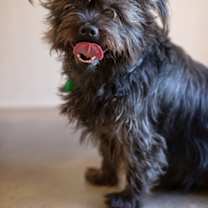 Thumbnail photo of Lucy #1