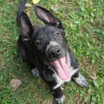 Thumbnail photo of Bindi #1