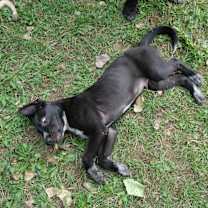 Thumbnail photo of Bindi #4