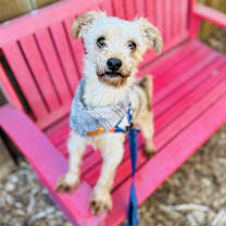 Thumbnail photo of Bentley #1