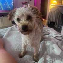 Thumbnail photo of Bentley #2