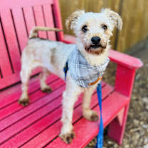 Thumbnail photo of Bentley #3