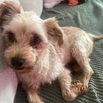 Thumbnail photo of Bentley #4