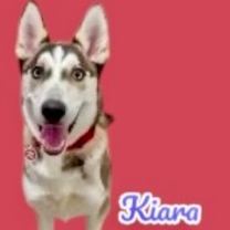 adopt-pet