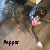 Thumbnail photo of Pepper (Courtesy Post) #2