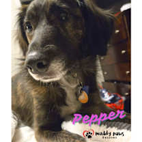 Thumbnail photo of Pepper (Courtesy Post) #3