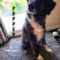 Thumbnail photo of Pepper (Courtesy Post) #4