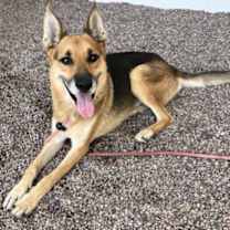 adopt-pet