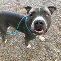 adopt-pet