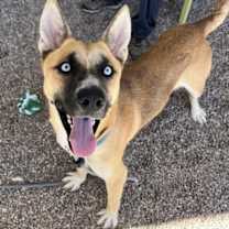 adopt-pet