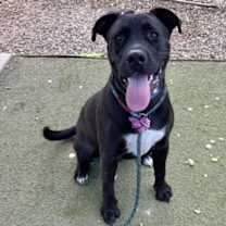 adopt-pet