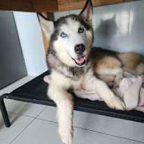 Thumbnail photo of RAZ #2