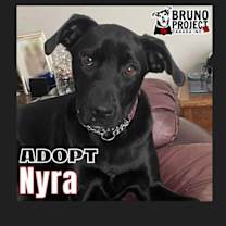 adopt-pet