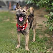 adopt-pet