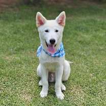 adopt-pet