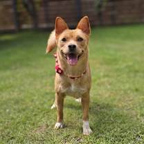 adopt-pet
