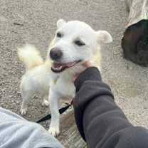 adopt-pet