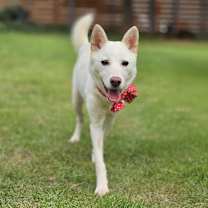 adopt-pet