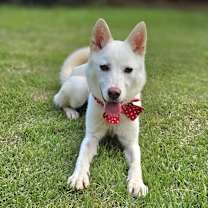 Thumbnail photo of Anju #4