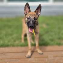 adopt-pet