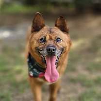 adopt-pet