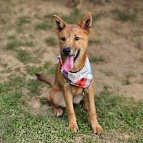 adopt-pet