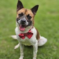 adopt-pet