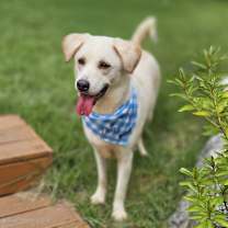 adopt-pet