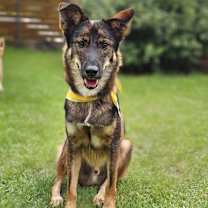adopt-pet