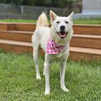 adopt-pet
